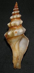 Profile Picture of Knefastia tuberculiferaon Wikipedia