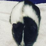 Profile Picture of Ebonie And James (@ebonieandjames579380) on Instagram