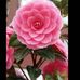 Profile Picture of JoAnn Zhang (@joann.zhang.3762) on Facebook