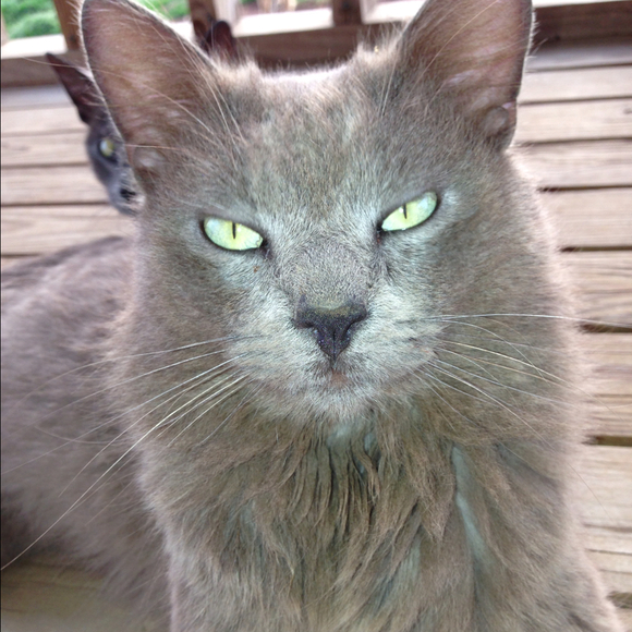 Lacey Ward - Poshmark Profile Picture of Lacey Ward (@nichward) on Poshmark