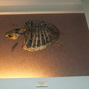 Profile Picture of Joe Pina (@joepina3033) on Youtube