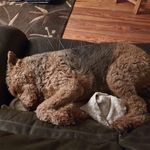 Profile Picture of Colm O'Sullivan (@colm.osullivan.351) on Instagram