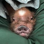 Profile Picture of Kevin Cornelius (@bigpigkev) on Instagram
