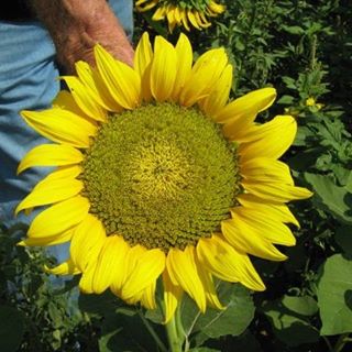 Profile Picture of Darlene Middlebrooks (@dmiddlebrooks2) on Facebook