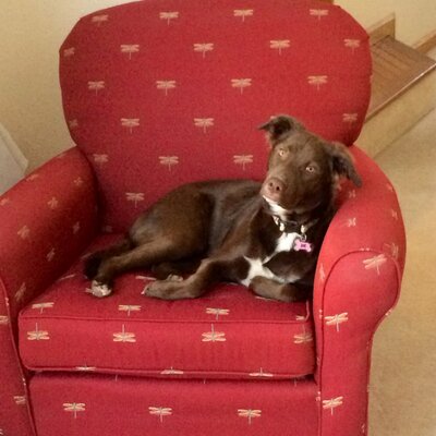 Profile Picture of Tracy Sturm (@tracy_sturm) on Twitter