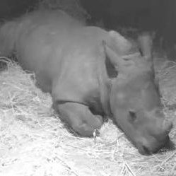 Profile Picture of Malcolm Arnold (@Capab1anca) on Twitter