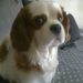 Profile Picture of Annabelle Lamberton (@alamberton0045) on Pinterest