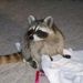 Profile Picture of Gayle Atnip (@rgatnip) on Pinterest