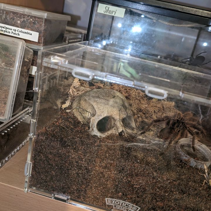 Profile Picture of Andrew Morgan (@andrewmorgan03) on Tiktok