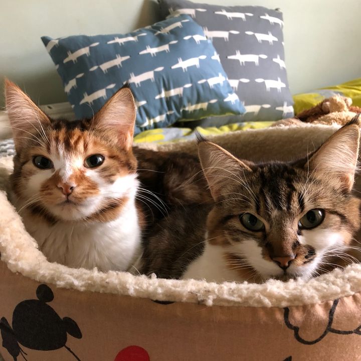 Profile Picture of Libby Lou (@kittycatlls) on Tiktok