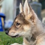 Profile Photo of Tamaskan (@tamaskan.dog) on Instagram