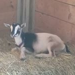 Profile Picture of Evan Cronin (@ironic_ninja_x) on Instagram