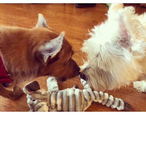 Profile Picture of Jennifer Ouding fales (@fer44) on Poshmark