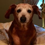 Profile Picture of Paul Borriello (@pborrie) on Instagram