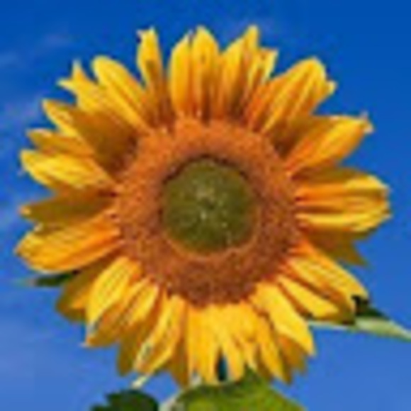 Profile Picture of Emily Rychling (@rychlingemily) on Poshmark