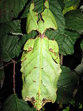 Profile Picture of Pulchriphyllium giganteumon Wikipedia
