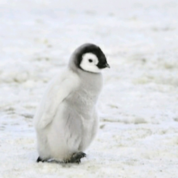 Profile Picture of Paul Buccheri (@paul525) on Poshmark