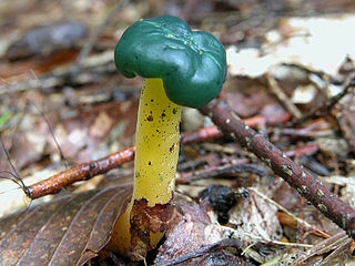Profile Picture of Leotialeson Wikipedia