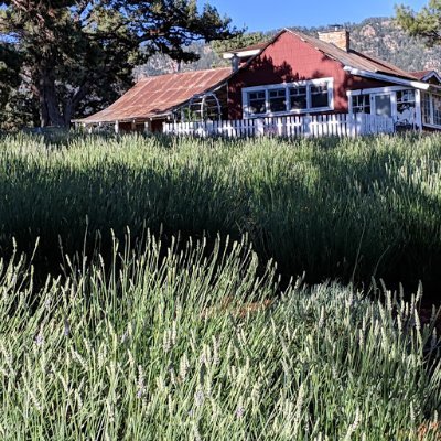 Profile Picture of Pine Creek Lavender Farm (@BarlinTerry) on Twitter