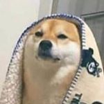 jacob hackstutters - Instagram Profile Picture of jacob hackstutters (@bruh.nite) on Instagram