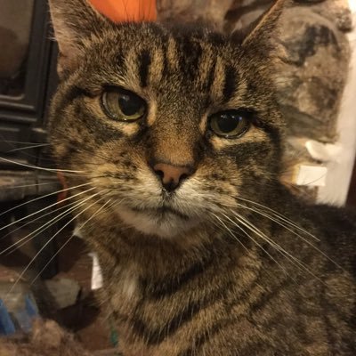 Profile Picture of Lydia Pearce (@LydiaPearce4) on Twitter