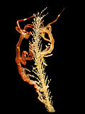 Profile Picture of Caprellaon Wikipedia