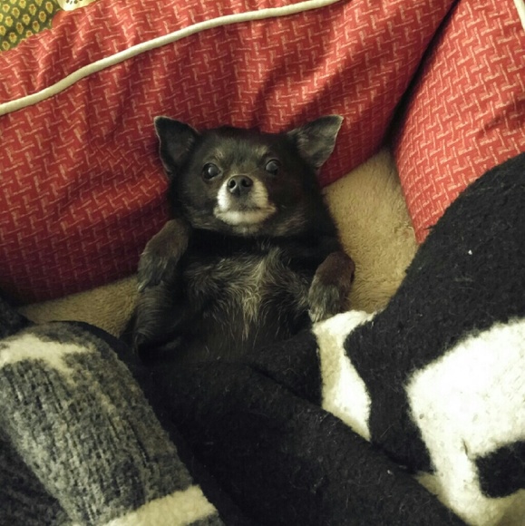 Profile Picture of Josh Ruggio (@chitown6) on Poshmark