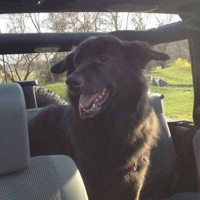 Profile Picture of Brad Winters (@DogsInAJeep) on Twitter