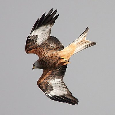 Profile Picture of John Saxton (@johnsaxton818) on Twitter