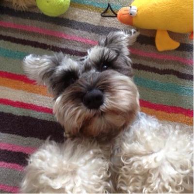 Profile Picture of Daisy Fluffage (@NikkiVenditto) on Twitter