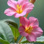 Profile Picture of Murthi K V (@manoj.manojgowda.940641) on Facebook