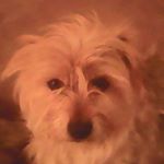 Profile Picture of Robert Matthew Spurlock (@dreadwarrior126) on Instagram