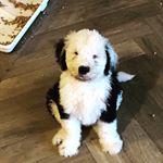 Profile Picture of Pam And Chip (@fergusmcfarland) on Instagram