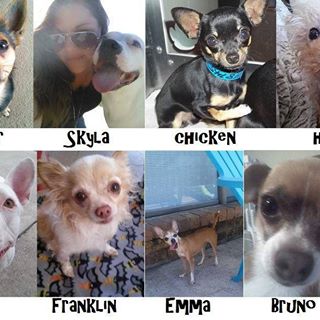 Profile Picture of Angellee RescueShelter (@angellee.rescueshelter) on Facebook