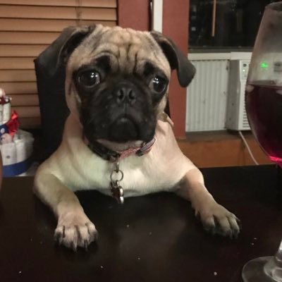 Profile Picture of Zoey Marie Bell (@Zoey_ThePug) on Twitter