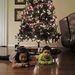 Profile Picture of Chien Huang (@chienh89) on Pinterest