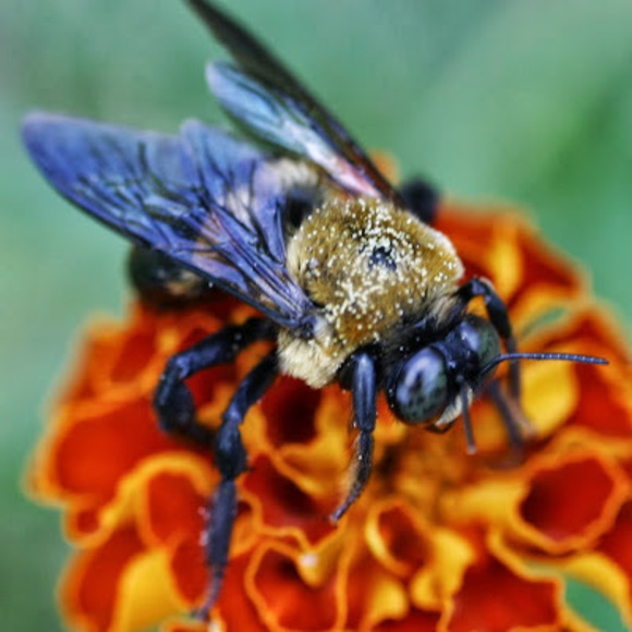 Profile Picture of Chris Veach (@cveach0553) on Poshmark