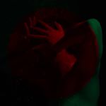 Profile Picture of feefee howls of happines (@f.fee.fee.f) on Instagram