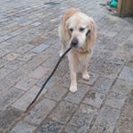 Profile Picture of Bert (@goldenbert10) on Instagram