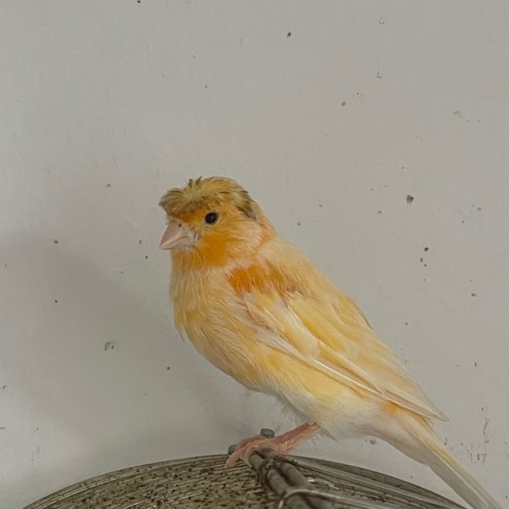 Profile Picture of danielarablln (@danielarablln) on Tiktok