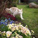 Profile Picture of Ван Мартин (@catvanmartin) on Instagram