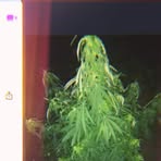 Profile Picture of Claude Thorne (@Claude-Thorne) on Facebook