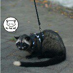 Profile Picture of jual harness musang (@jualharnessmusang) on Instagram