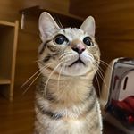 Profile Picture of 江蓬蓬 (@pon.ponbaby) on Instagram