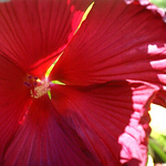 Profile Picture of Amanda  Carlson (@amanda 99) on Flickr