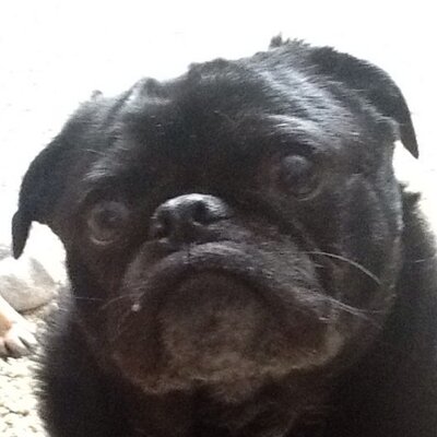 Profile Picture of Andrew Madej (@budmansdad) on Twitter