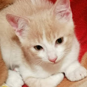 Profile Picture of Andy Walls Gameplays (@AndyWallsGameplays) on Youtube