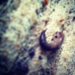 Profile Picture of Claussen (@glennishryv) on Instagram