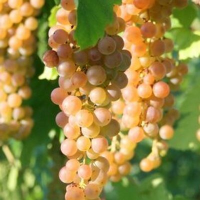 Profile Picture of Timothy Martinson (@NYVITICULTURE) on Twitter