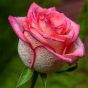 Profile Picture of Desirae Thompson (@desiraethompson1534) on Youtube